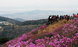 20110414113602_3_spring_tra3_KvwhWd8lX_XXaltioFunzh.jpg